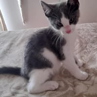 Smocky, chat à adopter