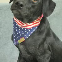Bianca, chienne à adopter