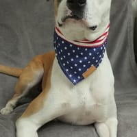 Amalya, chienne à adopter