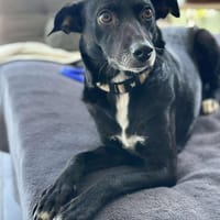 Nina, chienne à adopter