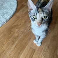 Ruby, poezen ter adoptie