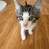 Pooh, katers ter adoptie