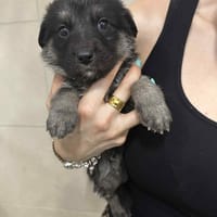 Ramiro, pies do adopcji
