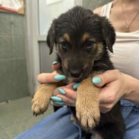 Venus, suczka do adopcji