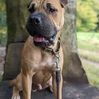 Moncho sucht erfahrenes Zuhause, Hund zur Adoption