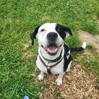 Amara sucht geduldiges Zuhause, Hündin zur Adoption