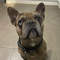 Heros1 sucht ein Zuhause/Pflegestelle, Hund zur Adoption