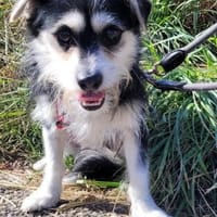 Sanfte Sunny sucht ihr Glück, Hündin zur Adoption