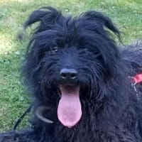 BOBBY sucht Zuhause, Hund zur Adoption