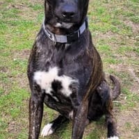 Sox wartet so lange auf seine 2. Chance, Hund zur Adoption