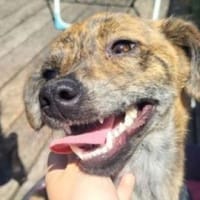 Hundemädchen SHEILA, Hündin zur Adoption