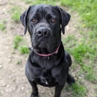 Cane Corso sucht Rasseliebhaber, Hund zur Adoption