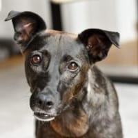 Princess sucht ihr Königreich, Hündin zur Adoption