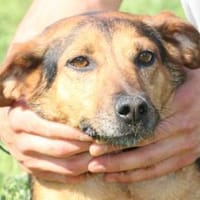 Patio - aufgeweckt u. sehr zutraulich, Hund zur Adoption