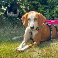 Annie, Hündin zur Adoption