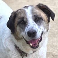 Aufgeschlossener SPOTTY, Hund zur Adoption