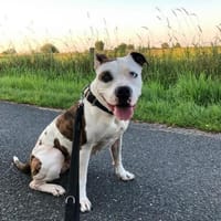 Oggi, ein Herzchen auf 4 Pfoten, Hündin zur Adoption