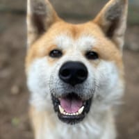 Taki, Hund zur Adoption
