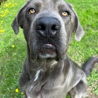 Cookie, Hund zur Adoption