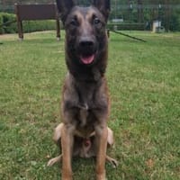 Mailo, junge freundliche Sportskanone, Hund zur Adoption