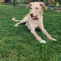 Dein Freund Buddy, Hund zur Adoption