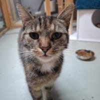 Kleine Freigängerkatze, Katze zur Adoption