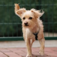 Kiro - sehr anschmiegsam aber vorsichtig, Hund zur Adoption
