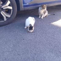 Bibbi & Tina zwei süße verschmuste Mäuse, Katze zur Adoption