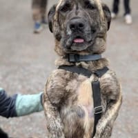 Endstelle gesucht, Hündin zur Adoption