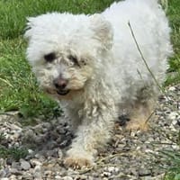 Kansas, Hund zur Adoption