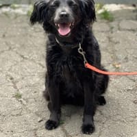 Luc, Hund zur Adoption
