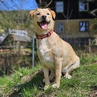 SAYA - geb. ca. 05/2024 - Mischling, Hündin zur Adoption