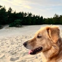 Jule sucht neues Zuhause, Hündin zur Adoption