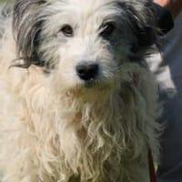 Chucky - zutraulich u. verträglich, Hund zur Adoption