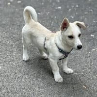Dino sucht ein Körbchen, Hund zur Adoption