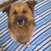Lavosucht seine Menschen💙🐾💙, Hund zur Adoption