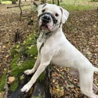 Ares, Hund zur Adoption