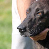 Najak - verspielter Jungrüde, Hund zur Adoption