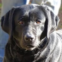 LINDA hat einen Wunsch, Hündin zur Adoption