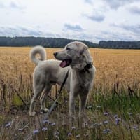 Carsten, großer Kuschelbär, Hund zur Adoption