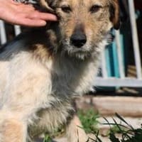 Mican - zutraulich u. kinderlieb, Hund zur Adoption