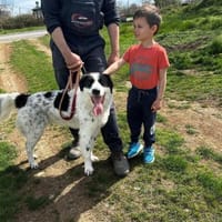 ‼JACKSON in 91580 Petersaurach ‼, Hund zur Adoption