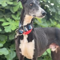 Grunon, Hund zur Adoption