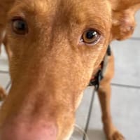 Willow - Hündin mit großem Herz, Hündin zur Adoption
