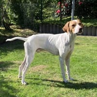 PLUTO - Zuckerschnute sucht Zuhause! 💖, Hund zur Adoption
