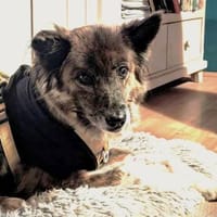 STELLA - ruhige, brave Begleithündin ❤, Hündin zur Adoption