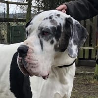 Carlo - souveräne Doggenfans gesucht, Hund zur Adoption