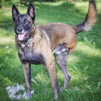Niki - Temperament auf 3 Beinen, Hund zur Adoption