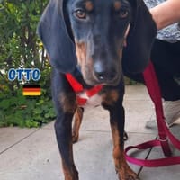 Otto - Liebenswertes Schlappohr, Hund zur Adoption
