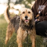 Tilda, Hündin zur Adoption
